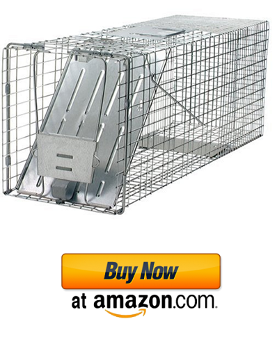 Professional raccoon trap.