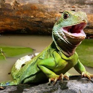 Pet iguanas for sale in USA.
