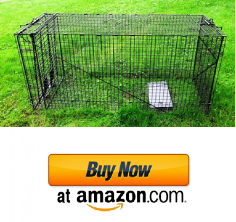 Best Possum Trap in 2020 How To Get Rid of Possums Reviews