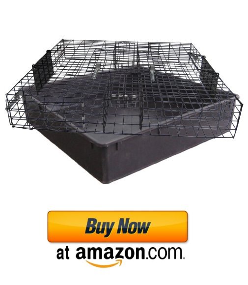 Best live trap for squirrels.