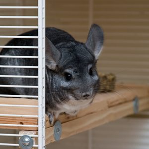 Looking for best cage for chinchilla.