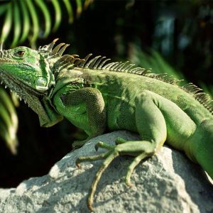 Blue and red iguana care explained.