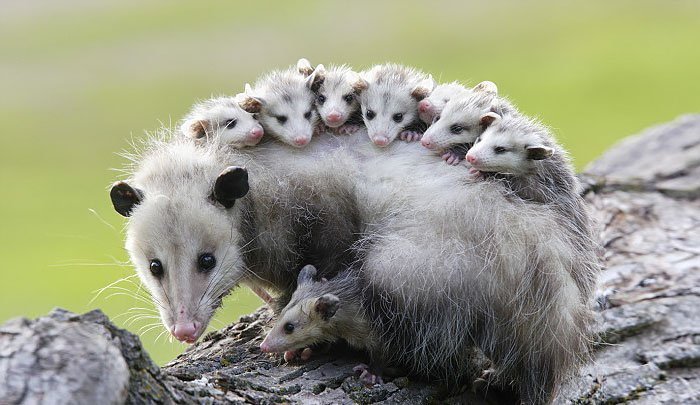 What is the best bait to trap a possum?