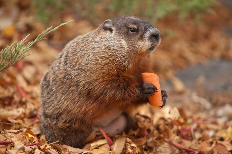 best groundhog poisons