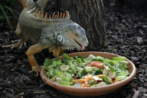 What does an Iguana eat? - Best Food and Diet to Provide to ...
