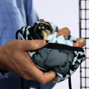Best sugar glider supplies for habitat from amazon.