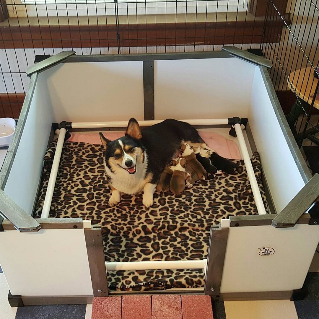 Best Whelping Boxes to Choose for Dogs in 2019 - KBMDC