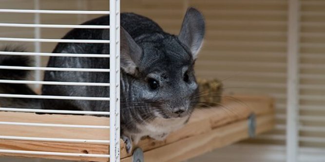 Best Chinchilla Cages Large Small Cages Reviewed Update 2020,Prayer Shawl Labels